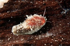 Top Shell (Stomatella impertusa)