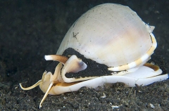 Cone Shell (Conus sp.) Cone Shell (Conus sp.)