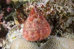Top Shell (Trochus maculatus) Top Shell (Trochus maculatus)