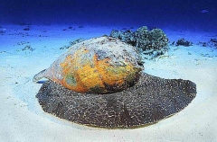Bailer Shell (Melo amphora) Bailer Shell (Melo amphora)