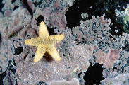 Sea Star on Bryozoan encrusted rock in Antarctic waters. Sea Star on Bryozoan encrusted rock in Antarctic waters.