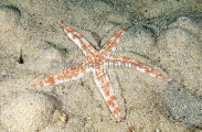 Angular Sea Star (Archaster angulatus) Angular Sea Star (Archaster angulatus)