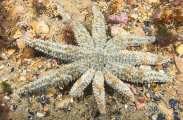 Eleven-armed Sea Star (Coscinasterias muricata) Eleven-armed Sea Star (Coscinasterias muricata)