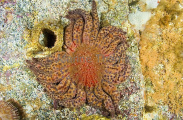 Sunflower Sea Star (Pycnopodia helianthoides) Sunflower Sea Star (Pycnopodia helianthoides)