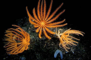 Brisingid Sea Star (Novodinia antillensis) Brisingid Sea Star (Novodinia antillensis)