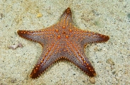 Sea Star (Protoreaster sp.)