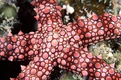 Egyptian Sea Star (Gomophia egyptiaca)