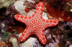 Vermilion Sea Star (Pentagonaster duebeni)