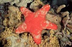 Velvet Sea Star (Petricia vernicina) Velvet Sea Star (Petricia vernicina)