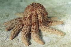 Eleven-armed Sea Star (Cosinasterias calamaria)