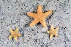 Sea Stars on Bryozoan encrusted rock in Antarctic waters. Sea Stars on Bryozoan encrusted rock in Antarctic waters.