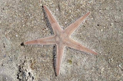 Spiny Sand Star (Astropecten vappa)