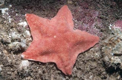 Grand Sea Star (Paranepanthia grandis) Grand Sea Star (Paranepanthia grandis)