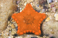 Southern Reaper Sea Star (Tosia australis) Southern Reaper Sea Star (Tosia australis)