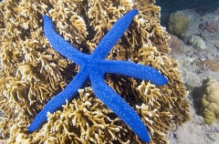 Variable Sea Star (Linckia laevigata) Variable Sea Star (Linckia laevigata)