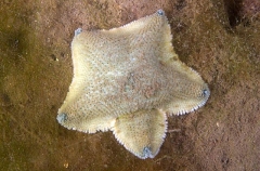 Regular Sea Star (Patiriella regularis) Regular Sea Star (Patiriella regularis)