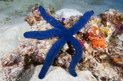 Blue Sea Star (Linckia multifora)
