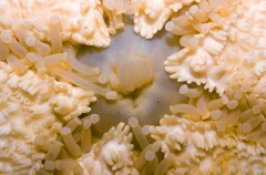 Bat Sea Star (Asterina miniata)