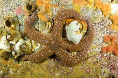 Mottled Sea Star (Evasterias troschelii) Mottled Sea Star (Evasterias troschelii)