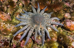 Sunflower Sea Star (Pycnopodia helianthoides) Sunflower Sea Star (Pycnopodia helianthoides)