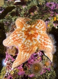 Leather Sea Star (Dermasterias imbricata) Leather Sea Star (Dermasterias imbricata)