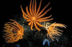 Brisingid Sea Star (Novodinia antillensis) Brisingid Sea Star (Novodinia antillensis)