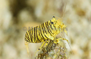 Bumblebee Shrimp (Gnathophyllum americanum) Bumblebee Shrimp (Gnathophyllum americanum)