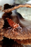 Red Coral Shrimp (Dasycaris ceratops) Red Coral Shrimp (Dasycaris ceratops)