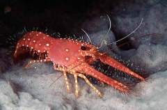 Hairy Lobster (Enoplometopus occidentalis)