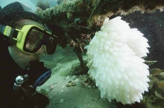 Squid egg cluster. Squid egg cluster.