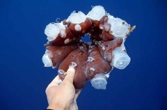 Remains of squid from Sperm Whale feeding. Remains of squid from Sperm Whale feeding.