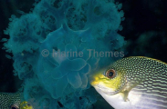 Java Rabbitfish (Siganus javus) Java Rabbitfish (Siganus javus)