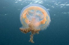 White-spotted Sea Jelly (Phyllorhiza punctata) White-spotted Sea Jelly (Phyllorhiza punctata)