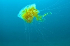 Egg Sea Jelly (Phacellophora camtschatica) Egg Sea Jelly (Phacellophora camtschatica)