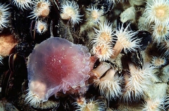 White-striped Sea Anemones (Anthothoe albocincta)