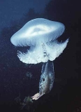 Haeckel's Sea Jelly (Pseudorhiza haeckeli)