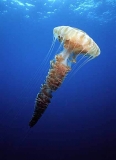 Giant Jellyfish (Chrysaora sp.) Giant Jellyfish (Chrysaora sp.)