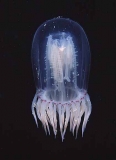 Domed Jellyfish (Polyorchis penicillatus) Domed Jellyfish (Polyorchis penicillatus)