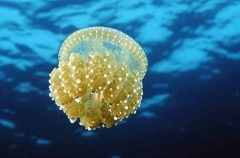 Jellyfish (Phyllorhiza punctata) Jellyfish (Phyllorhiza punctata)