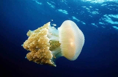 Jellyfish (Crambione mastigophora) Jellyfish (Crambione mastigophora)