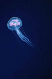 Jellyfish (Pelagia noctiluca) Jellyfish (Pelagia noctiluca)