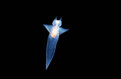 Gymnosome (Clione limacina) Gymnosome (Clione limacina)