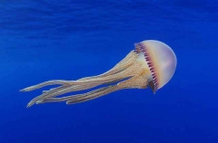 Jellyfish (Thysanostoma loriferum) Jellyfish (Thysanostoma loriferum)