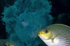 Java Rabbitfish (Siganus javus) Java Rabbitfish (Siganus javus)