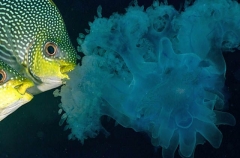 Java Rabbitfish (Siganus javus) Java Rabbitfish (Siganus javus)