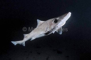 Southern Dogfish (Centrophorus uyato) Southern Dogfish (Centrophorus uyato)