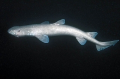 Black Shark (Dalatias licha) Black Shark (Dalatias licha)