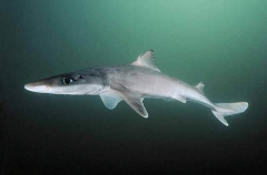 Greeneye Spurdog (Squalus mitsukurii) Greeneye Spurdog (Squalus mitsukurii)