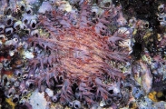 Crown Of Thorns Starfish (Acanthaster planci) Crown Of Thorns Starfish (Acanthaster planci)