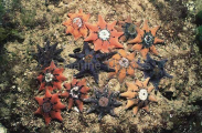 Spurred Sea Stars (Patiriella calcar) Spurred Sea Stars (Patiriella calcar)